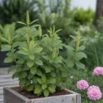 Arbuste anti moustique : les meilleures variétés à planter dans votre jardin