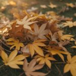 Feuille morte automne : que faire au jardin pour bien les valoriser