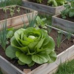Association salade potager : les meilleures combinaisons pour un sol fertile