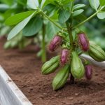 Cacahuète comment ça pousse : les étapes pour cultiver des arachides dans son potager