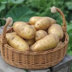 Quand et comment réussir la patates douces récolte au jardin ou en bac