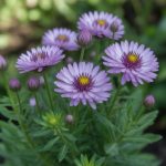 Aoutat comment s'en débarrasser efficacement dans le jardin