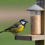Fabriquer un distributeur de graines pour oiseaux avec des matériaux recyclés
