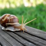 Anti-limaces et escargots naturel : les meilleures solutions écologiques
