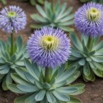 Agapanthe en pleine terre : plantation, entretien et floraison