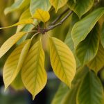 Agrumes feuilles jaunes : causes possibles et solutions ciblées