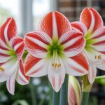 Amaryllis fleur fanée que faire pour favoriser une nouvelle floraison