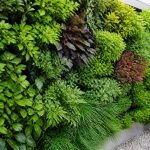 Comment construire un mur végétal extérieur : choix des plantes, structure et entretien facile
