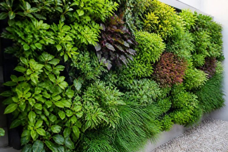Comment construire un mur végétal extérieur : choix des plantes, structure et entretien facile